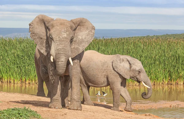 Två Elefanter Vid Hapoor Dam Addo Elephant National Park Sydafrika — Stockfoto