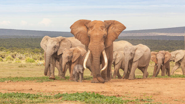 An elephant herd, led by a magnificent 'tusker' bull at a waterhole in the Addo Elephant National Park in South Africa.