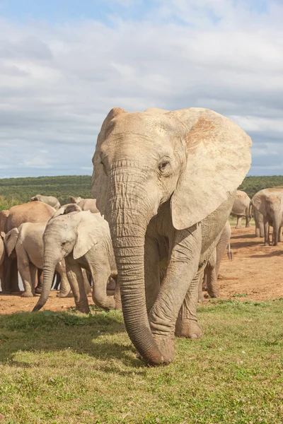 在南非Addo Elephant国家公园的Hapoor水坝 一头大象在守护着羊群 — 图库照片