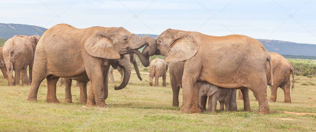 Elephant females, one of them with a baby,  greeting one another in Addo Elephant National Park in South Africa.