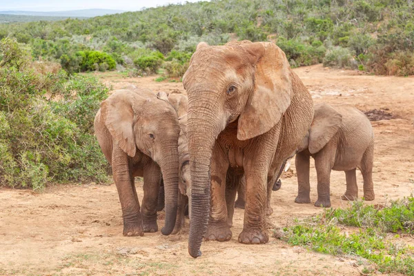 Elephant Herd Approaching Marion Baree Water Hole Addo Elephant National — Stock Photo, Image