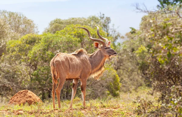 Ein Kudubulle Tragelaphus Strepsiceros Addo Elephant Nationalpark Südafrika — Stockfoto