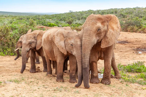 Elephant Herd Approaching Marion Baree Water Hole Addo Elephant National — Stock Photo, Image