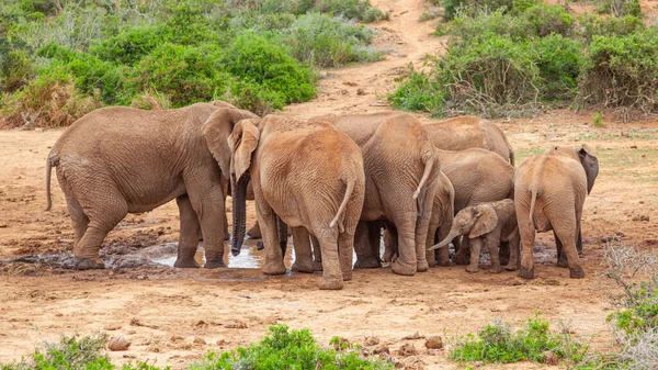 南アフリカ共和国アダド象国立公園のマリオン湾の水の穴で飲む象の群れ — ストック写真