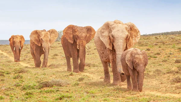 Μια Πομπή Ελεφάντων Στο Εθνικό Πάρκο Addo Elephant Ανατολικό Ακρωτήριο — Φωτογραφία Αρχείου