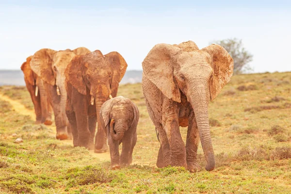 Una Procesión Elefantes Parque Nacional Del Elefante Addo Cabo Oriental — Foto de Stock