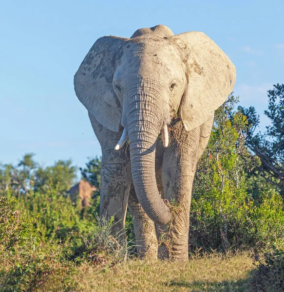 Een Ontmoeting Met Een Grote Olifant Addo Elephant National Park — Stockfoto