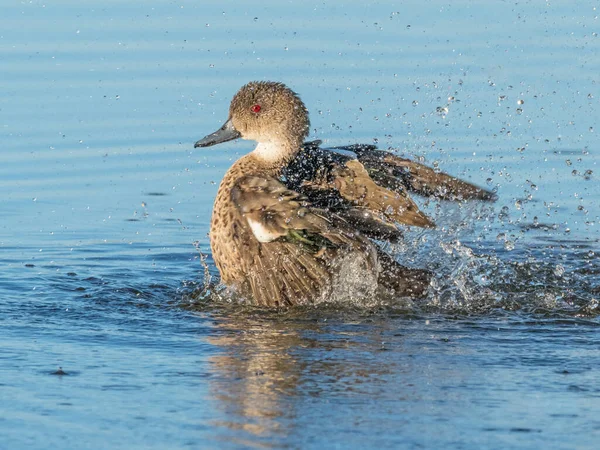 Trullo Gris Anas Gracilis Bañándose Lago Herdsman Perth Australia Occidental — Foto de Stock