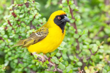 Güney Afrika 'daki Addo Fil Ulusal Parkı' nda bir spekboom ağacına (Portekiz afrası) tüneyen erkek bir Güney Maskeli Weaver (Ploceus velatus)..