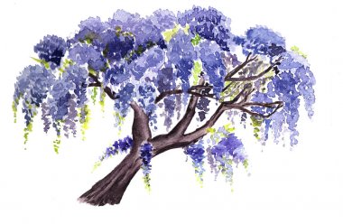 Wisteria suluboya ağacı