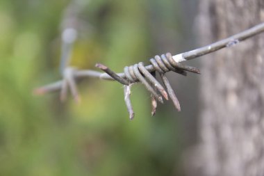 Dikenli tel. Yakın çekim, portre. Makro. çit. Odak nesne