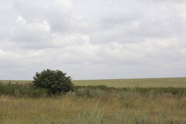 Bulutlar, tepeler, alan, yalnız ağaç, çalı, yatay bulutlu