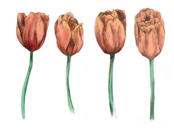 Тюльпаны ручной работы иллюстрации. цветы изолированы на белом фоне — стоковое фото