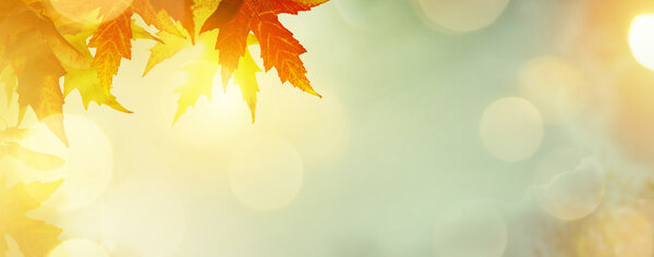 абстрактная природа осень фон с желтыми листьями
 