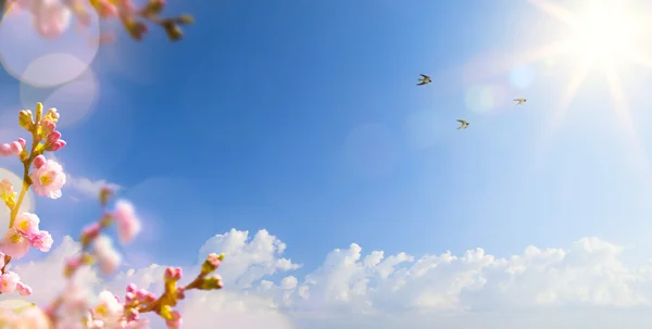 Abstract Spring landscape background with flying birds and Sprin — Stock Photo, Image