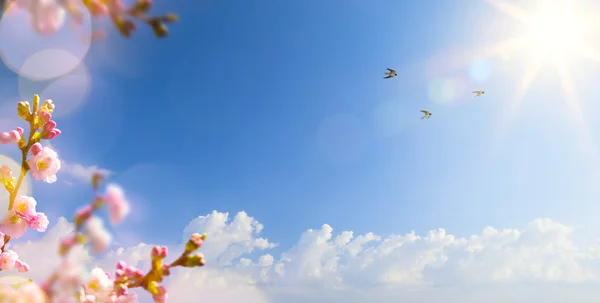 Lente landschap achtergrond met vliegende vogels en Sprin abstract — Stockfoto