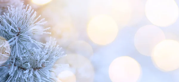 Albero di Natale sfondo — Foto Stock