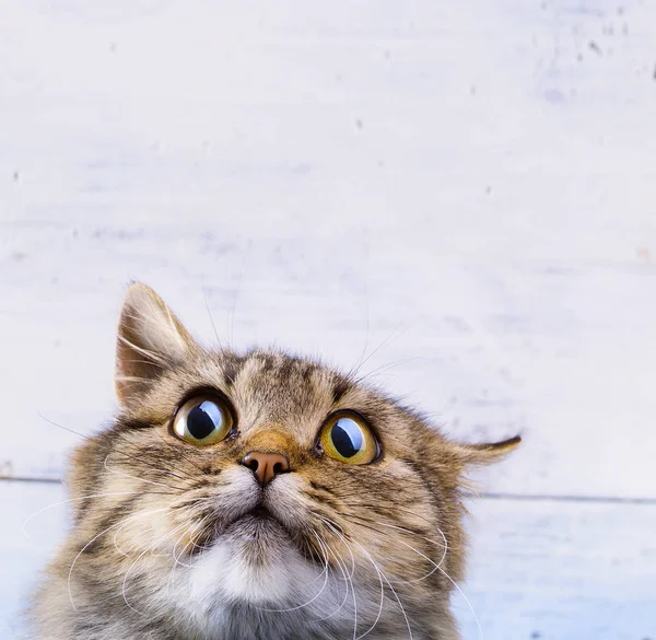 Испуганный и удивленный серый кот смотрит вверх широко открытыми глазами — стоковое фото