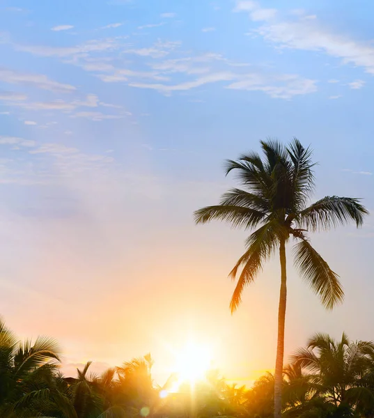 Vredige tropische achtergrond; Zonsondergang in de tropen — Stockfoto