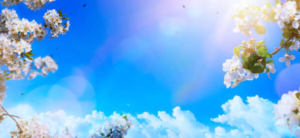 Spring flower background; White Blossoms And Sunlight In The Sky