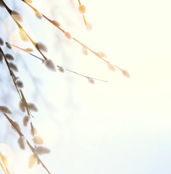 Pasen-Lente bloem achtergrond; de vertakking van de beslissingsstructuur van de wilg — Stockfoto