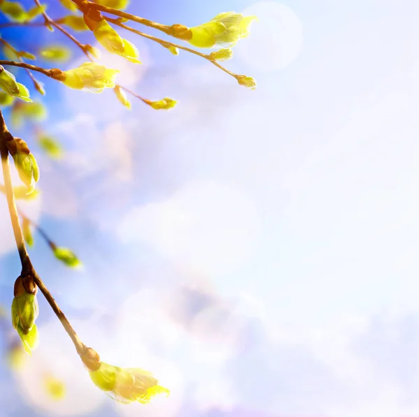 Gemme di alberi primaverili e foglie giovani; sfondo primaverile — Foto Stock
