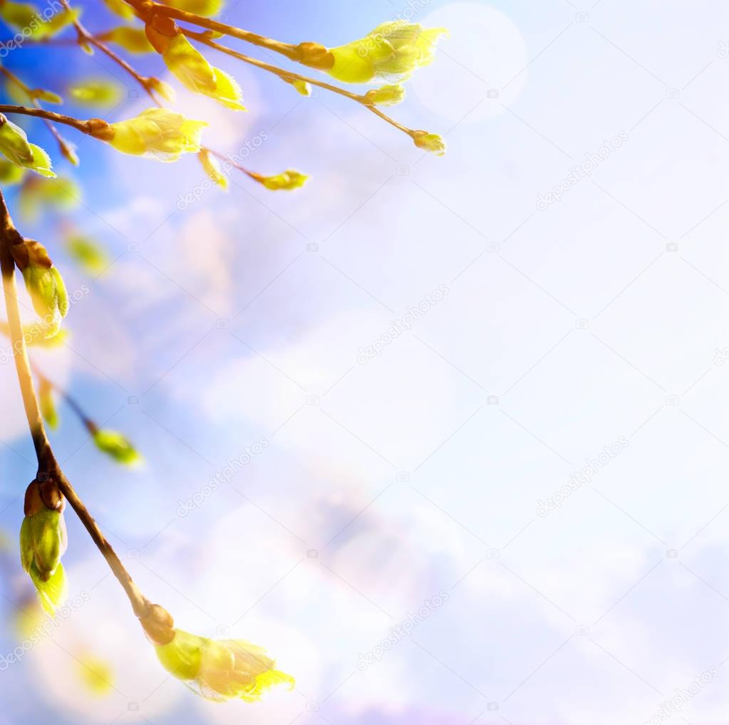 Spring tree buds and young leaves; spring background