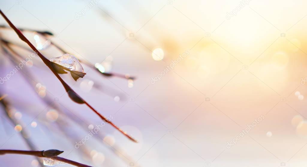 spring icicle melts; march tree branch background