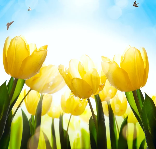艺术春天花卉背景;新鲜的郁金香花在蓝色天空 bac — 图库照片
