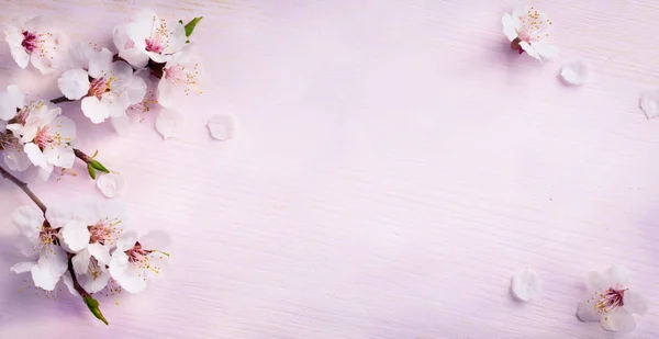 Art spring background; fresh flower on blue background — Stock Photo, Image