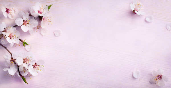 Arte primavera fondo; flor fresca sobre fondo azul — Imagen de stock Arte primavera fondo; flor fresca sobre fondo azul Fotos De Stock