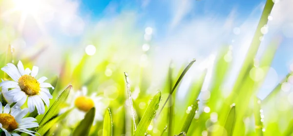 Konst våren sommaren blomma bakgrund; färskt gräs på solen sky — Stockfoto