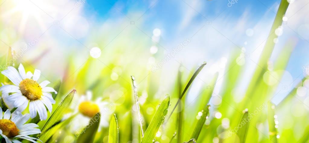 art spring summer flower background; fresh grass on sun sky