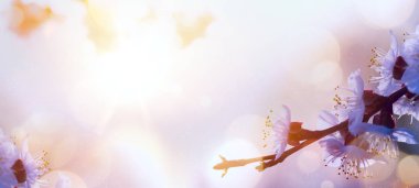 Sanat bahar çiçek arka plan; Paskalya manzara