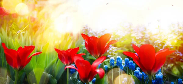 Lente bloemen achtergrond; verse tulip flower op hemelachtergrond — Stockfoto