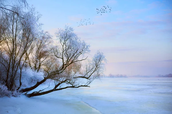 美丽的冬天背景;冬季景观上白霜 — 图库照片