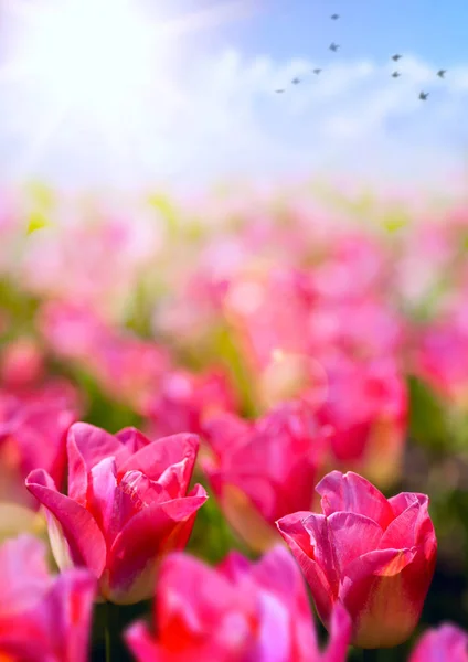 Jarní květinové pozadí; čerstvé tulipány na modré obloze backgro — Stock fotografie