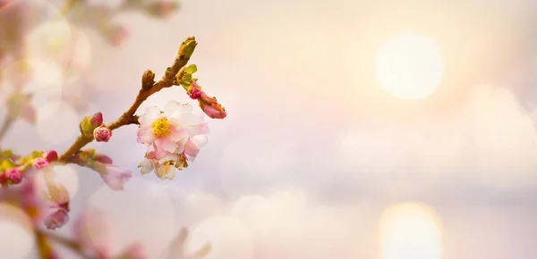 Fondo de flores de primavera; Paisaje de Pascua —  Fotos de Stock