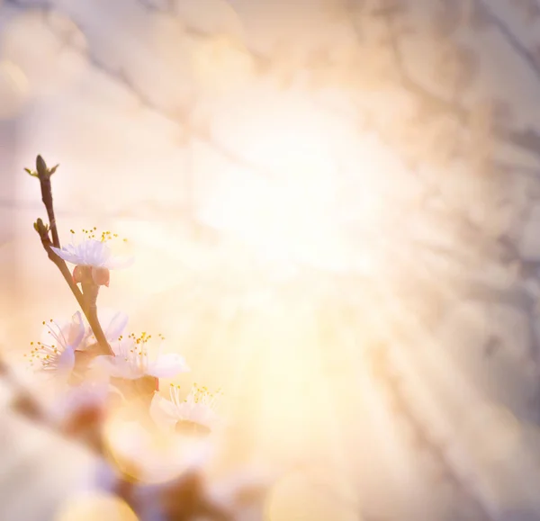 Primavera sfondo fiore; Pasqua paesaggio — Foto Stock