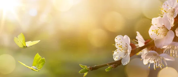 Весняний квітковий фон; Великодній пейзаж Стокова Картинка