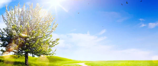 Весенний пейзаж; Пасхальный фон с цветущей весной метр — стоковое фото