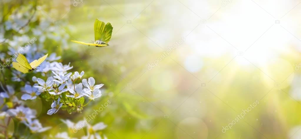 Easter spring flower background; fresh flower and yellow butterf