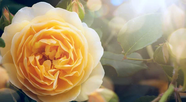 Kunst schöne Rose im Park am Morgen — Stockfoto