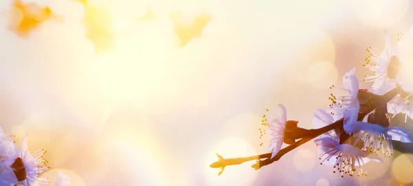 Kunst Frühling Blume Hintergrund; Baumblüte — Stockfoto