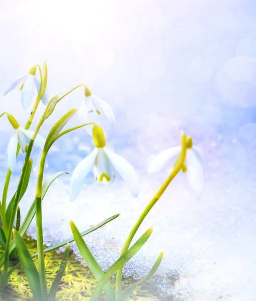 Art Spring snowdrop flowers with snow in the forest — Stock Photo, Image