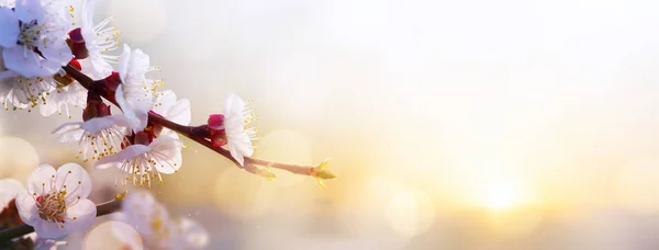 Lente bloem achtergrond; Pasen landschap — Stockfoto