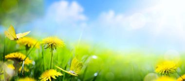 spring flower background; fresh flower on green grass backgroun clipart