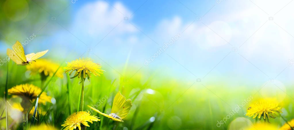 spring flower background; fresh flower on green grass backgroun