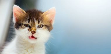 tartışmalı kedi; deli kedi yüz