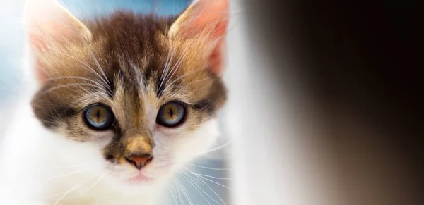 Lost Lone cute kitten is looking for a host — Stock Photo, Image